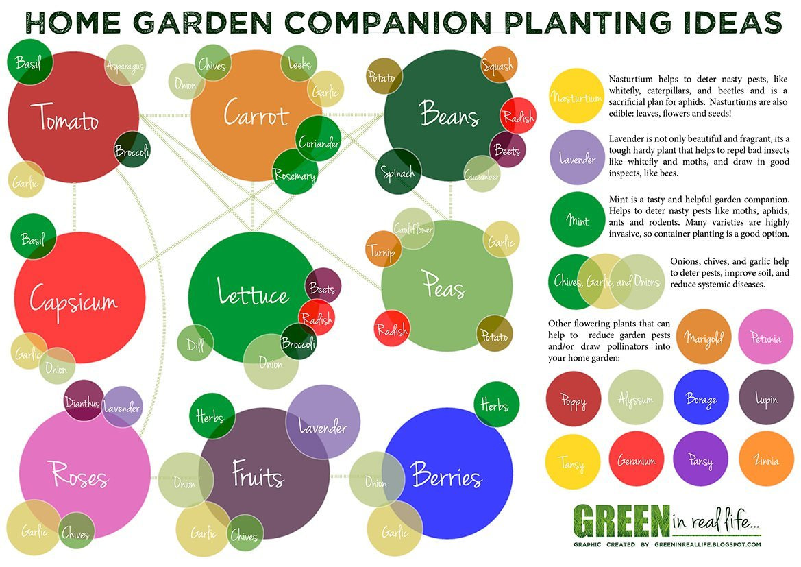 Companion planting Kids Vegetable Garden Companion Planting Gardening with kids