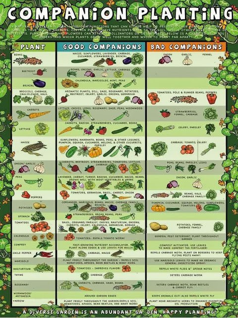 Companion planting Kids Vegetable Garden Companion Planting Unplugged Family Time