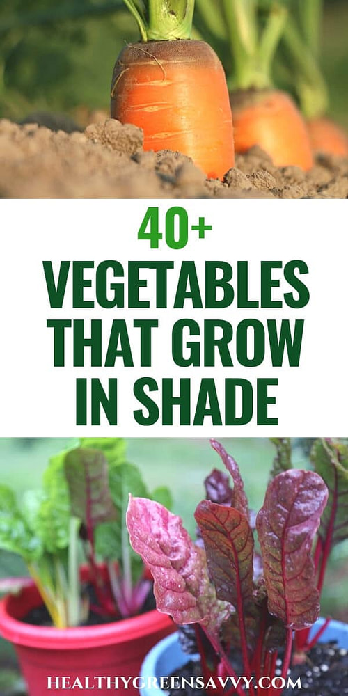 Kids Vegetable Garden Vegetables that grow in shade