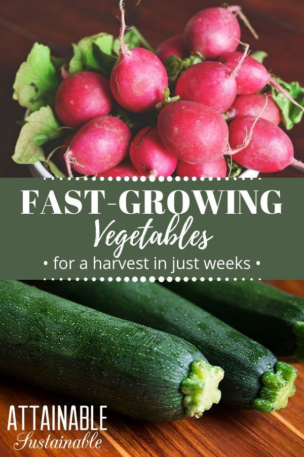 fastest-growing-plants-for-your-vegetable-garden Kids Vegetable Garden Fastest vegetable to grow Unplugged Family Time