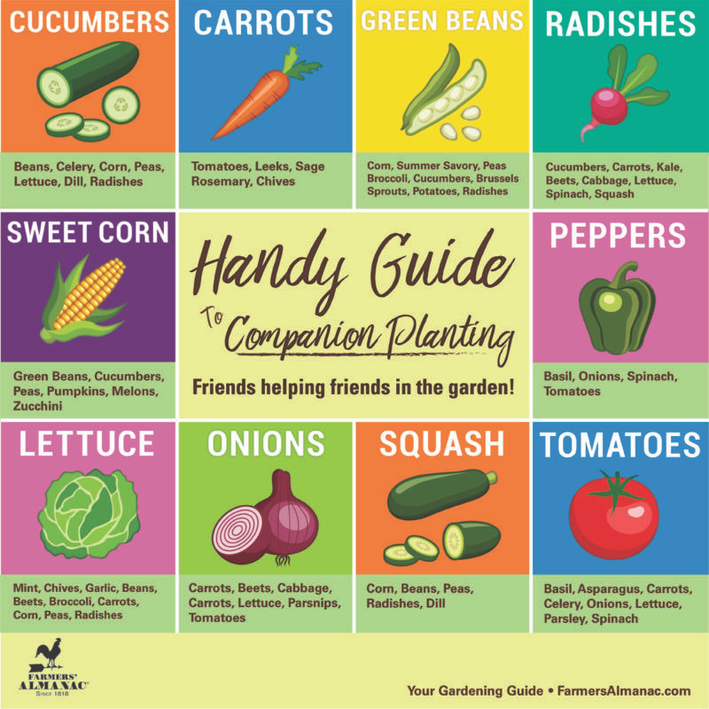 Kids Vegetable Garden Companion Planting Gardening with Kids Kids Vegetable Garden Companion Planting Gardening with Kids